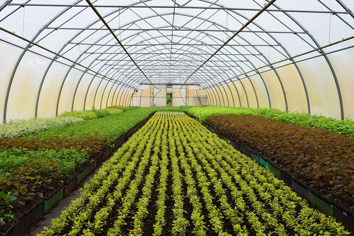 young plants in a greenhouse
